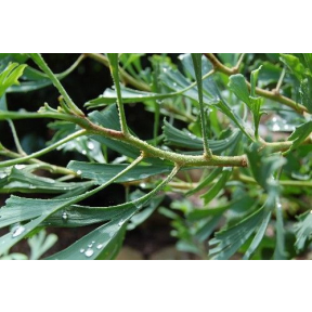 Ginkgo biloba 'Robbie's Twist' - Robbie's Twist Ginkgo