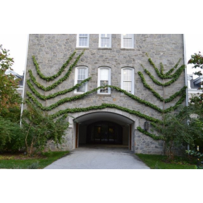 Ginkgo biloba 'Saratoga' - Saratoga Ginkgo