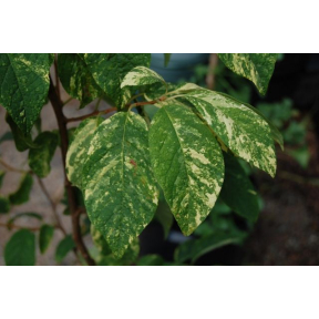 Halesia tetraptera 'Silver Splash' - Silver Splash Carolina Silverbell