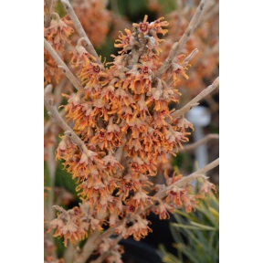 Hamamelis vernalis 'Quasimodo' - Quasimodo Vernal Witch Hazel