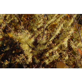 Hamamelis virginiana 'Little Suzie' - Little Suzie Common Witch Hazel