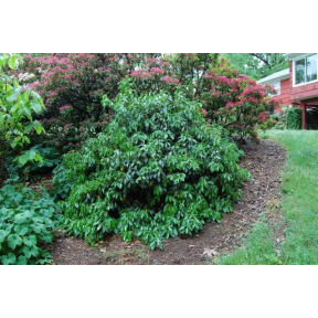 Hedera helix 'Arborea' - Arborea English Ivy