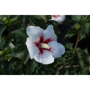 Hibiscus syriacus 'Antong Two' Lil' Kim™ PP 19547 - Antong Two Rose-of-Sharon