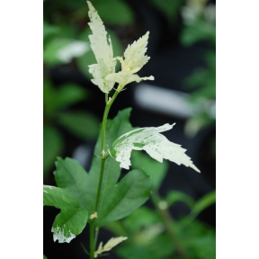 Hibiscus syriacus (White New Growth) - White New Growth Rose-of-Sharon