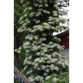 Hydrangea anomala ssp. petiolaris - Climbing Hydrangea
