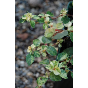 Hydrangea anomala ssp. petiolaris 'Kuga Variegated' - Kuga Variegated Climbing Hydrangea