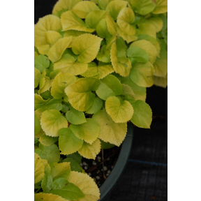 Hydrangea anomala ssp. petiolaris 'Sutter's Mill' - Sutter's Mill Climbing Hydrangea