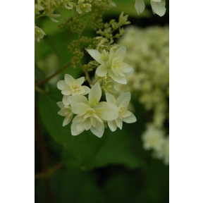 Hydrangea arborescens 'Hayes Starburst' - Hayes Starburst Smooth Hydrangea