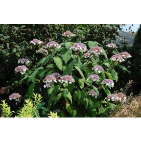 Hydrangea aspera var. sargentiana - Sargent's Rough Leaved Hydrangea