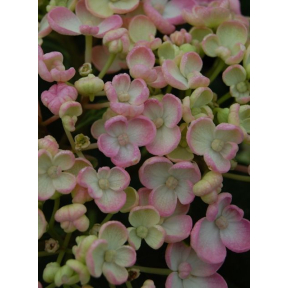 Hydrangea macrophylla 'Ayesha' - Ayesha Bigleaf Hydrangea