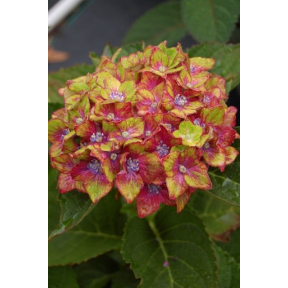 Hydrangea macrophylla 'Horwack' - Horwack Bigleaf Hydrangea