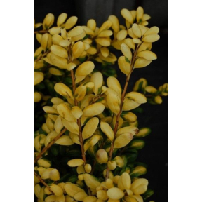 Ilex crenata 'Drops of Gold' PP 14420 - Drops of Gold Japanese Holly