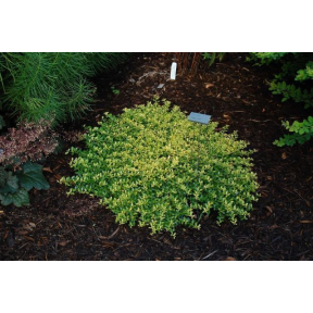 Ilex crenata 'Golden Helleri' - Golden Helleri Japanese Holly