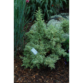 Ilex crenata 'Ivory Tower WB' - Ivory Tower WB Japanese Holly