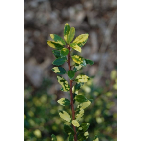 Ilex crenata 'Variegata' - Variegated Japanese Holly