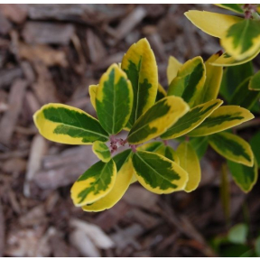 Ilex glabra 'Goldmine' - Goldmine Inkberry Holly