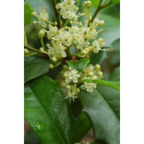 Ilex opaca 'Jersey Knight' - Jersey Knight Male American Holly