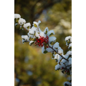 Ilex opaca 'Jersey Princess' - Jersey Princess American Holly