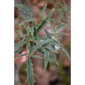 Ilex opaca 'Nelson West' - Nelson West American Holly