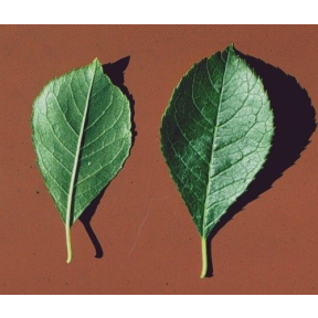 Ilex verticillata 'Jim Dandy' - Jim Dandy Male Winterberry Holly