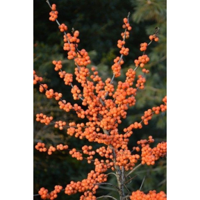 Ilex verticillata 'Winter Gold' - Winter Gold Winterberry Holly 