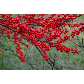 Ilex verticillata 'Winter Red' - Winter Red Winterberry Holly 