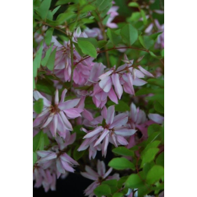 Indigofera kirilowii  - Chinese Indigo 