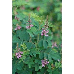 Indigofera x 'Little Pinkie' - Little Pinkie Hybrid Indigo