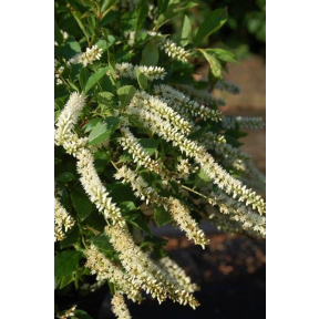 Itea virginica 'Sprich' - Sprich Virginia Sweetspire