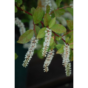 Itea virginica 'Henry's Garnet' - Henrys Garnet Virginia Sweetspire