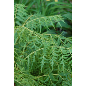 Juglans nigra 'Laciniata' - Cutleaf Black Walnut