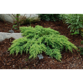 Juniperus chinensis 'Daub's Frosted' - Daub's Frosted Chinese Juniper