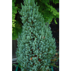 Juniperus communis 'Miniature' - Miniature Common Juniper