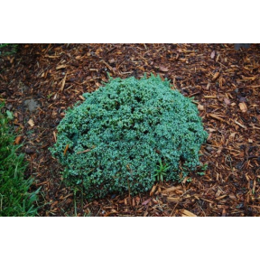 Juniperus horizontalis 'Blue Pygmy' - Blue Pygmy Horizontal Juniper