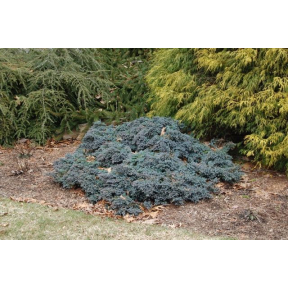 Juniperus squamata 'Blue Star'  - Blue Star Juniper