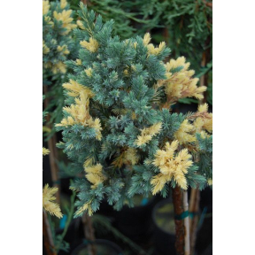 Juniperus squamata 'Floriant' - Floriant Flaky Juniper