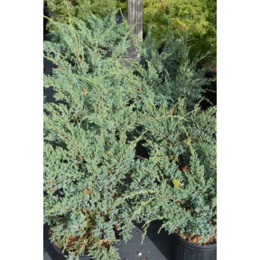Juniperus squamata 'Holger' - Holger Flaky Juniper