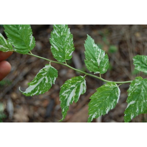 Kerria japonica 'Fubuki Nishiki' - Fubuki Nishiki Japanese Rose