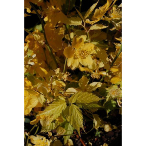 Kerria japonica 'Yokoi's Gold' - Yokoi's Gold Japanese Rose