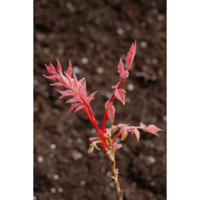 Koelreuteria paniculata 'Coral Sun' PP 17409 - Coral Sun Golden Rain Tree 