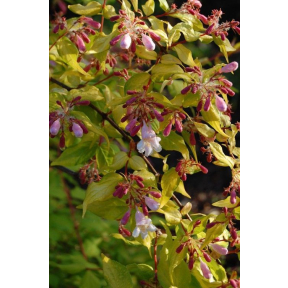 Kolkwitzia amabilis 'Maradco' - Maradco Beautybush