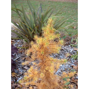 Larix decidua 'Little Bogle' - Little Bogle European Larch