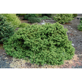 Larix gmelinii ‘Tharandt Dwarf’ - Tharandt Dwarf Larch