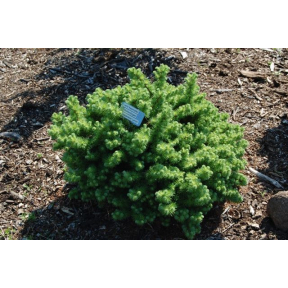 Larix kaempferi 'Wolterdingen' - Wolterdingen Japanese Larch