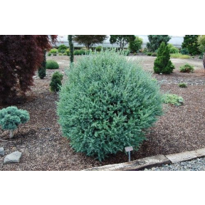 Larix laricina 'Blue Sparkler' - Blue Sparkler Eastern Larch