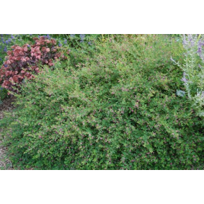 Lespedeza bicolor 'Yakushima' - Yakushima Bush Clover