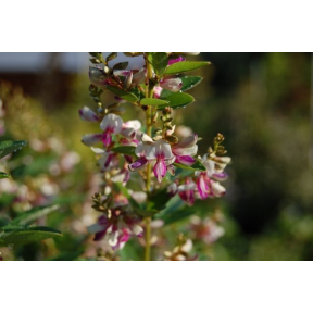 Lespedeza thunbergii 'Edo Shibori' - Edo Shibori Bush Clover