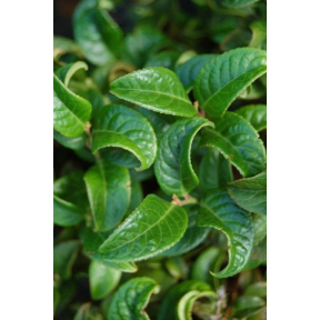 Leucothoe axillaris ‘Curly Red’ PP 17666 - Curly Red Coast Leucothoe