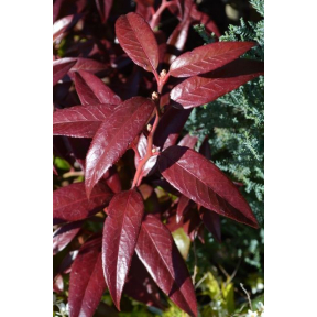 Leucothoe fontanesiana 'Compacta' - Compact Drooping Leucothoe