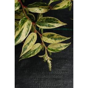 Leucothoe fontanesiana 'Silver Run' - Silver Run Drooping Leucothoe